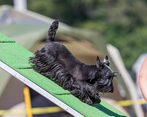20160618-CCKC-2238.jpg