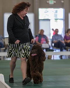 54 - GCH BREKKON BEGINS WITH BEAUFIELD