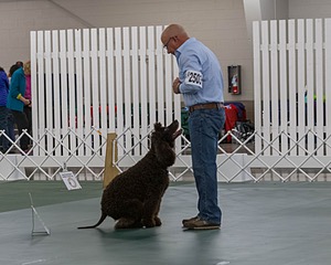 2503 - GCH CH BLACKTHORN'S KEEVA CROMPTON AX AXJ XF RN CGC (Keeva)