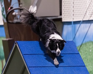 Breeze Schunk