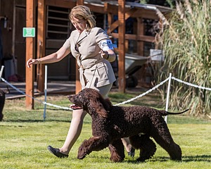 17 - GCH CH FLINTCREST FIVE STAR GENERAL (Grant)