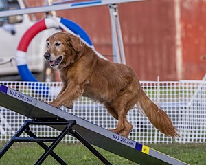 Gibbs Grim