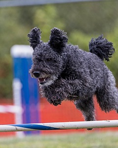 Frankie Barnum