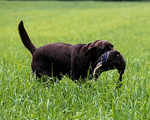 Murphy Harmon