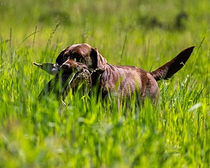20170604-SEAL-1005.jpg