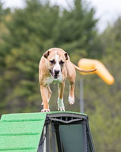 Cookie Hack