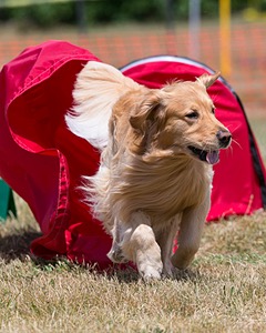 20150613-CCKC-0054.jpg
