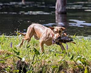 Lily