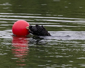 Boaty Bellicose