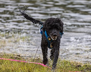 Fenwick Kutner