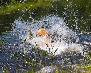 Trout Cosgrove