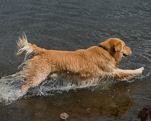 Opie