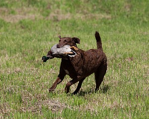 20130602-SEAL-0222.jpg