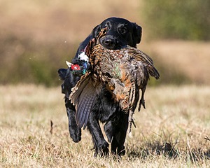 Hunter