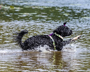 Dottie Notestine