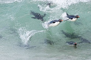 Rockhopper Penguins, Saunders Island, The Falklands
