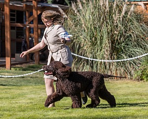 17 - GCH CH FLINTCREST FIVE STAR GENERAL (Grant)