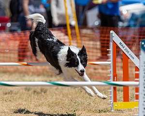 20160619-CCKC-1035.jpg
