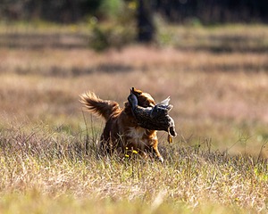 Perry Cooper