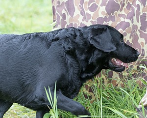 Scout oneil