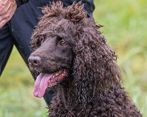 Ghillie Kezer