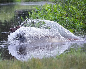 20130713-MHB2-0361.jpg