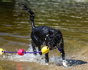 Dottie Notestine