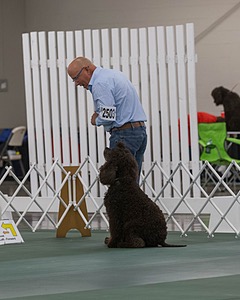 2503 - GCH CH BLACKTHORN'S KEEVA CROMPTON AX AXJ XF RN CGC (Keeva)