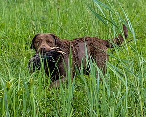 20170603-SHRW-1693.jpg