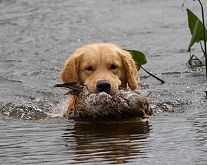 Opie