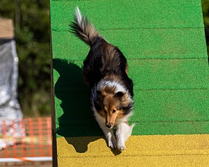 Pixel Witting
