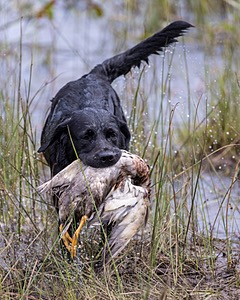Ella Haggerty