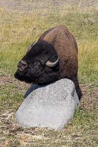 Yellowstone National Park