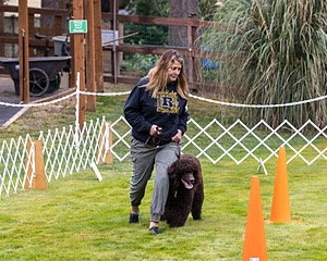 1741 - GCH CH BREKKON'S FIRST MARK CGC