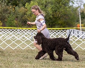 07 - GCH Castlehill's Ramblin' Rafael O'Crispin BN RA (Raffie)