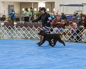 14 - Chantico's Super G O'Muddy Waters (Ghillie)