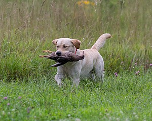 KODA Hess
