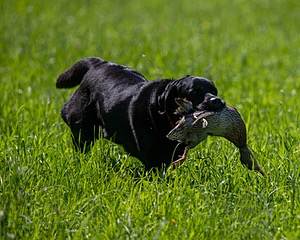 Cooper Krivoshik