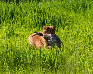 20170604-SEAL-0019.jpg