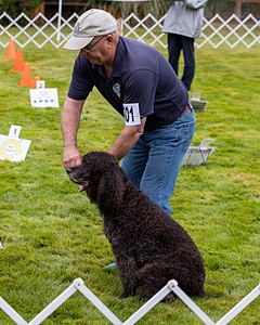 2501 - GCH CH BLACKTHORN'S KEEVA CROMPTON RM AX AXJ XF TKN (Keeva)