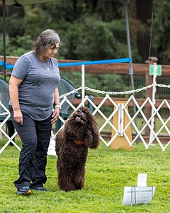 2801 - FINNIBONE'S CUZ MAMA CAN RE DS DJA CGC TKN VHMA (Mamma Cass)