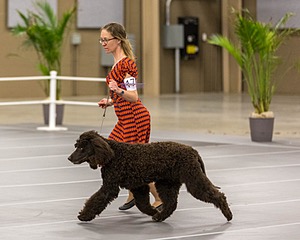 17 - Ballyhoo’s V Finnegan Mcneill BN FDC CA BCAT DS DJ CGCA TKN VHMA JH JHU WD