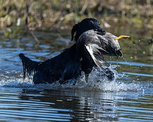 Rosie Suttell