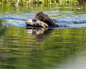 Ghillie Kezer