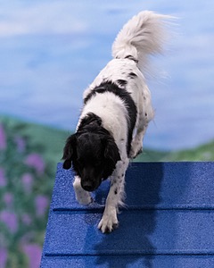 Benji Goerlich