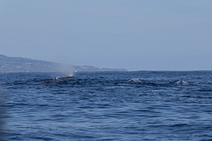 Sperm Whale