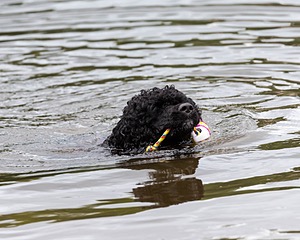 Phelps