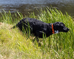 Buster Lobley