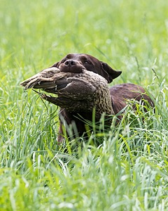 20160604-SEAL-1209.jpg