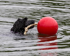 Boaty Bellicose